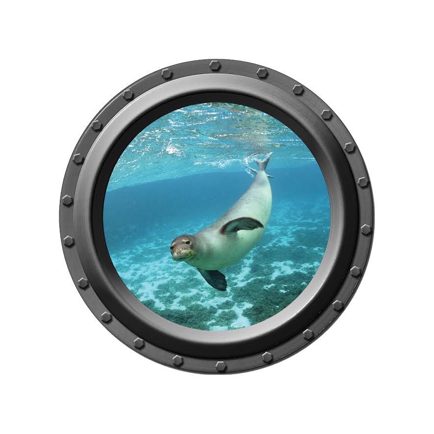 Porthole Wall Decal - The Curious Seal