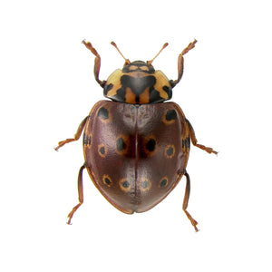 Brown Spotted Beetle Decal