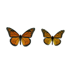2 Monarchs - Butterfly Decals