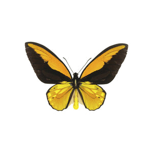 Yellow and Black Butterfly Decal - Available in various sizes