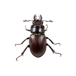 Brown and Black Beetle Design 2