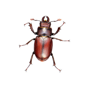 Brown Beetle Decal - Available in various sizes