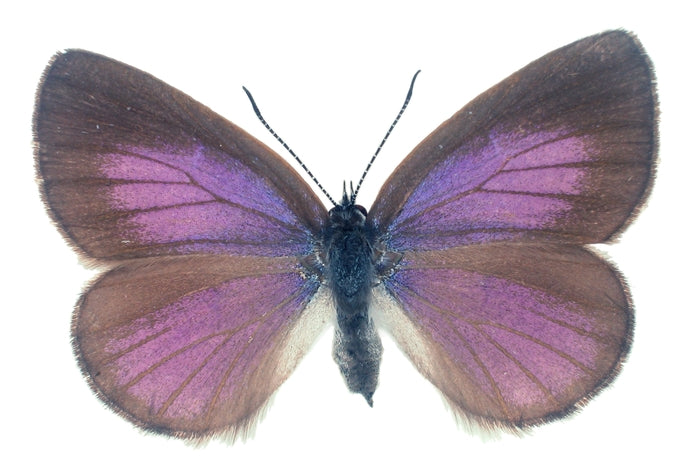 South Australian Butterfly Decal