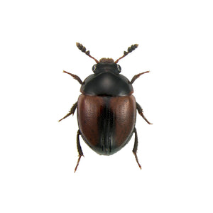 Brown and Black Beetle Decal