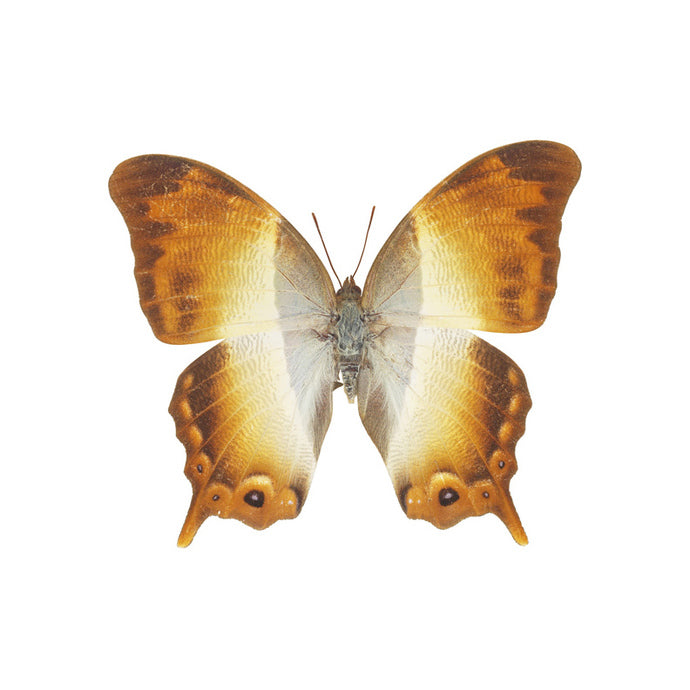 Beautiful Golden Moth Decal - Available in various sizes