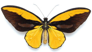 Golden Birdwing Butterfly Decal