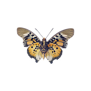 Black Orange and Yellow Moth Decal - Available in various sizes