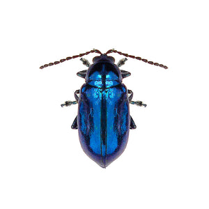 Bright Blue Beetle Decal - Available in various sizes