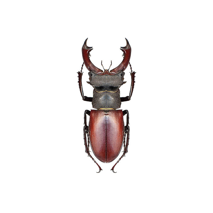Larger Pincher Brown Beetle Decal - Available in various sizes