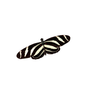 Zebra Heliconian Longwing - Butterfly Decal - Varying Sizes Available