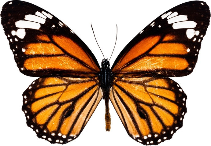 Monarch Butterfly Decal