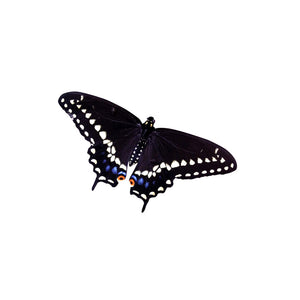 Spicebush Swallowtail - Butterfly Vinyl Decal - Varying Sizes Available