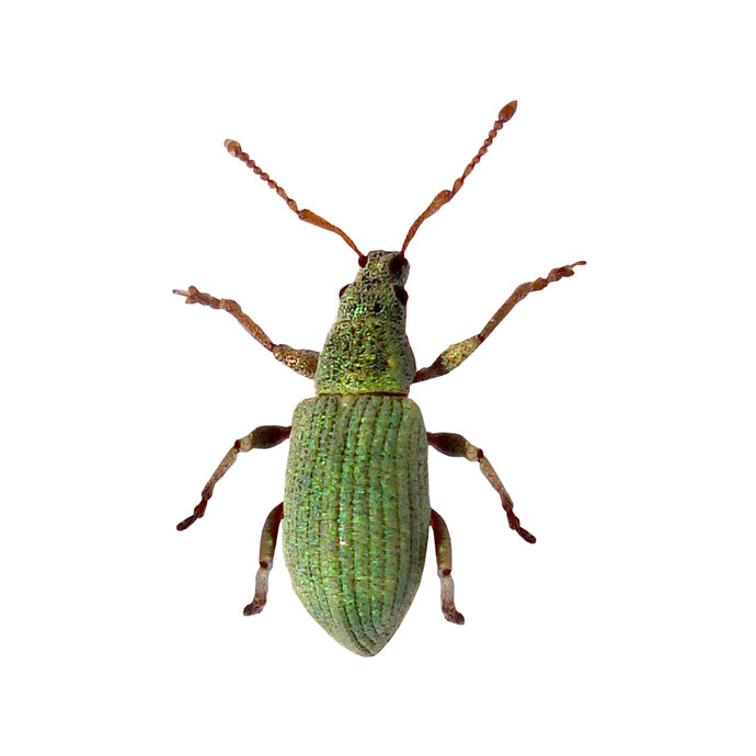 Green Beetle Decal - Available in various sizes