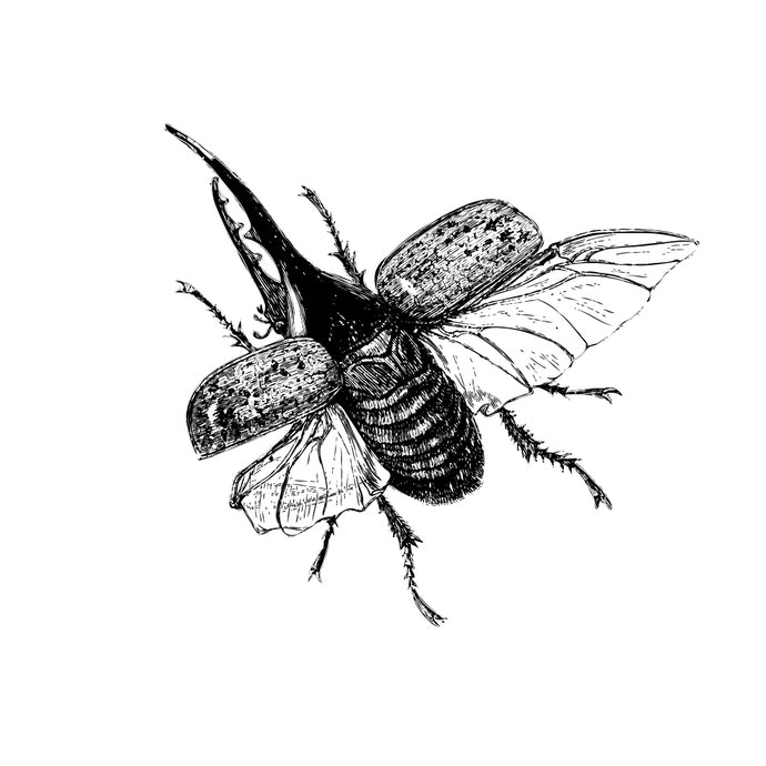 Beetle Decal Design 3 - Pen and Ink Style - 9" tall x 10" wide