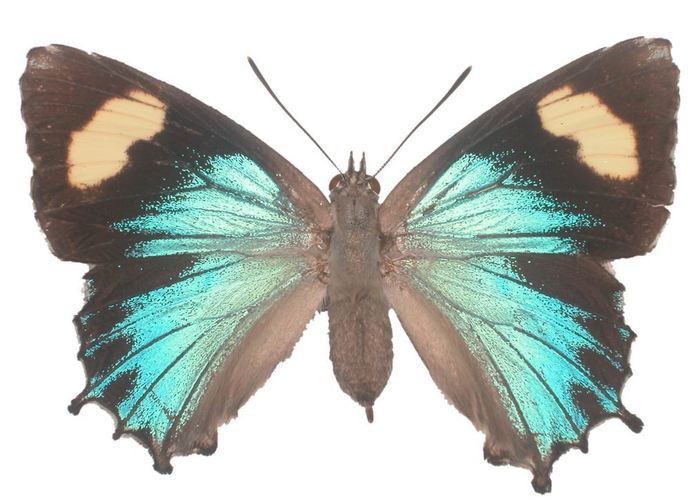 Genoveva Azaure Butterfly Decal