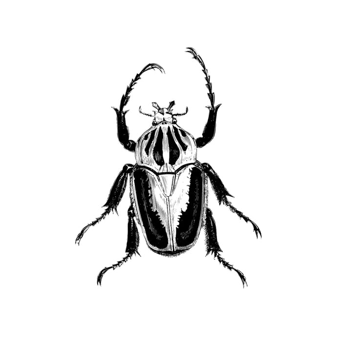 Beetle Decal Design 1 - Pen and Ink Style - 12" tall x 9" wide