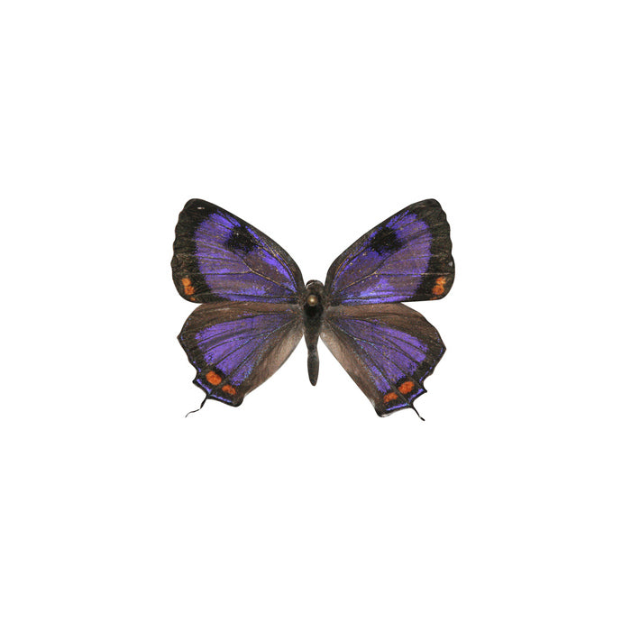 Colorado Hair Streak - Butterfly Decal - Varying Sizes Available