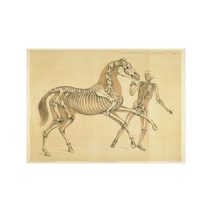 Human and Horse Skeleton Illustration - Benjamin Hawkins - Giclée - Print 13" tall x 18" wide