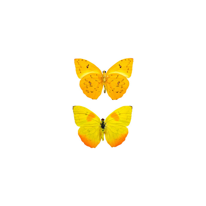 Orange Barred Sulfur - Butterfly Decals - Varying Sizes Available
