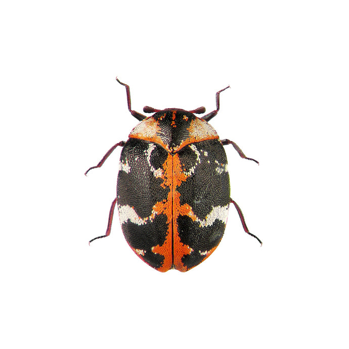 Black and Orange Beetle Decal