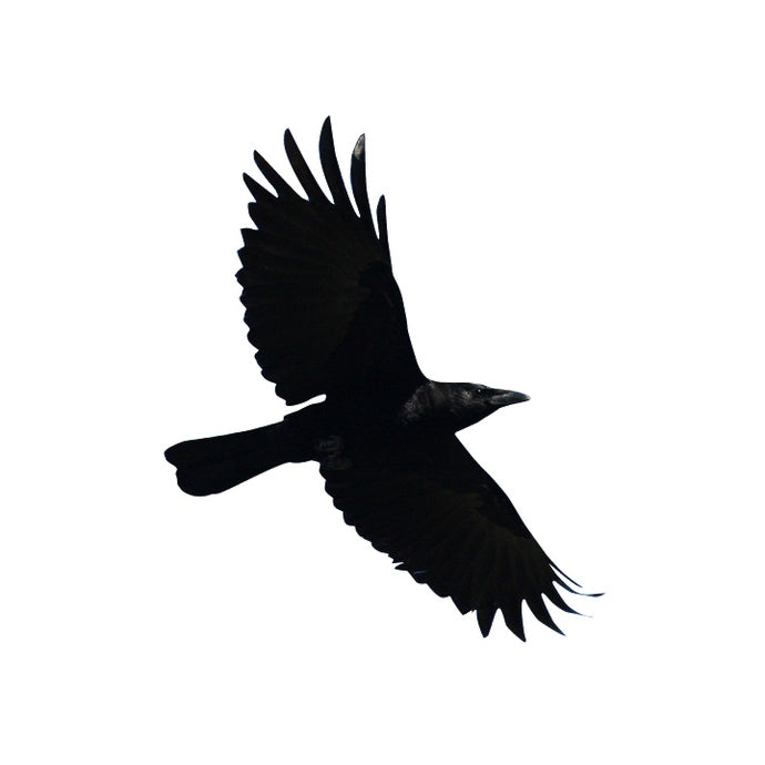 Crow in Flight - Design 1 - Vinyl Decal