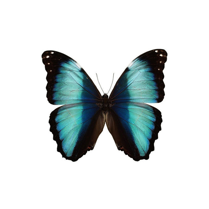 Aqua and Black Butterfly Decal