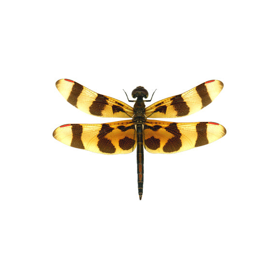 Orange and Brown Dragonfly Decal - Available in various sizes