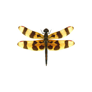 Orange and Brown Dragonfly Decal - Available in various sizes