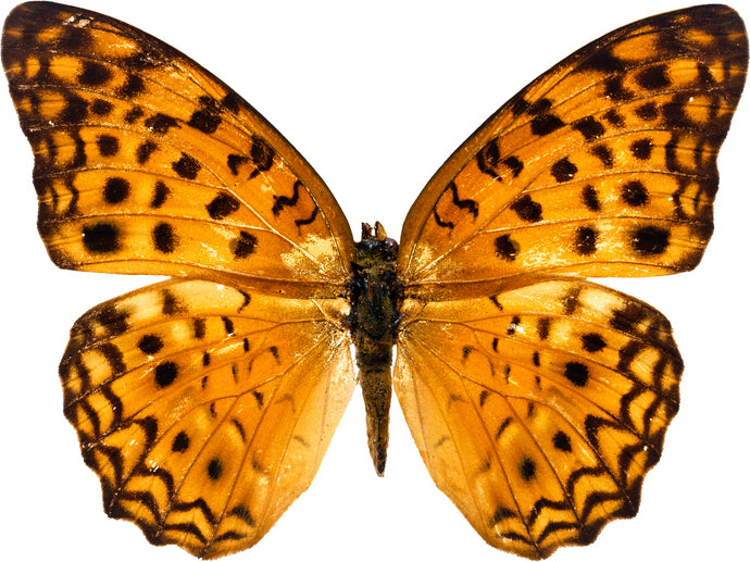 Light Orange Butterfly Decal