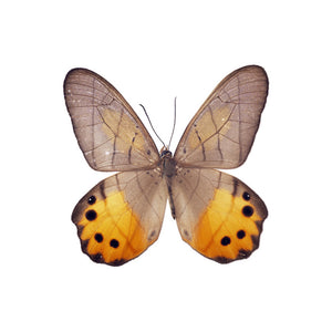 White and Yellow Butterfly Mini Decal