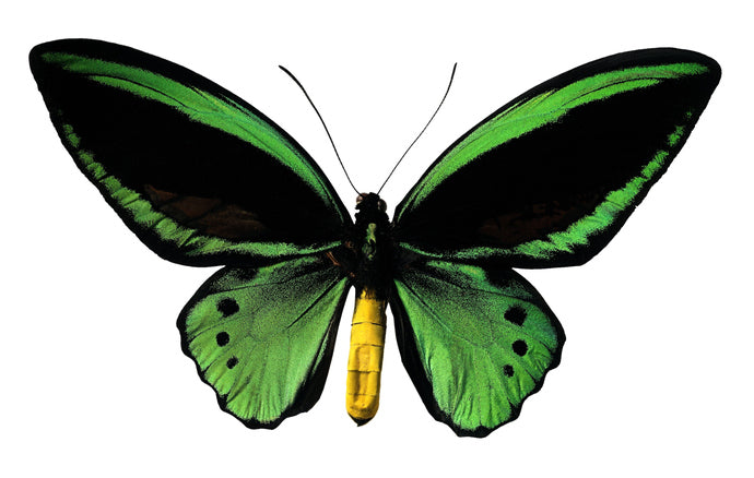 Ornithoptera Priamus Green Black Yellow Butterfly Decal