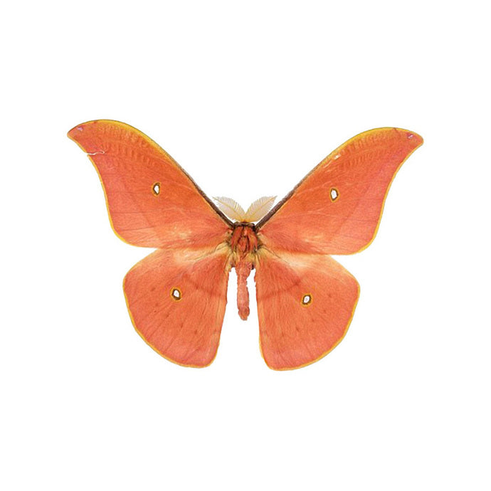 Salmon Colored Moth Butterfly Decal