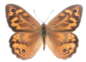 Australian Common Brown Butterfly Decal
