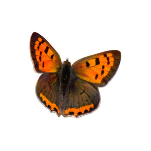 American Copper - Butterfly Vinyl Decal - Varying Sizes Available