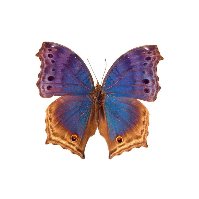 Blue and Orange Butterfly Decal