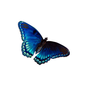 Diana Fritillary - Butterfly Vinyl Decal - Varying Sizes Available