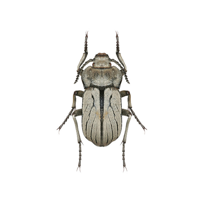 Gray Striped Beetle Decal - Available in various sizes