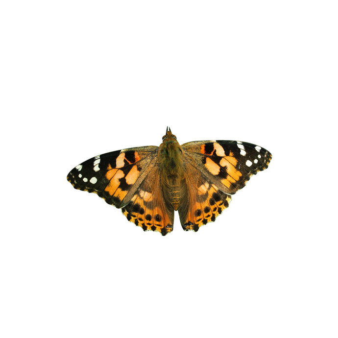 Painted Lady - Butterfly Vinyl Decal - Varying Sizes Available