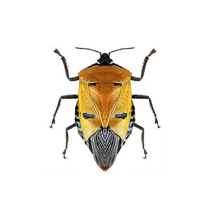Golden Beetle Decal - Available in various sizes