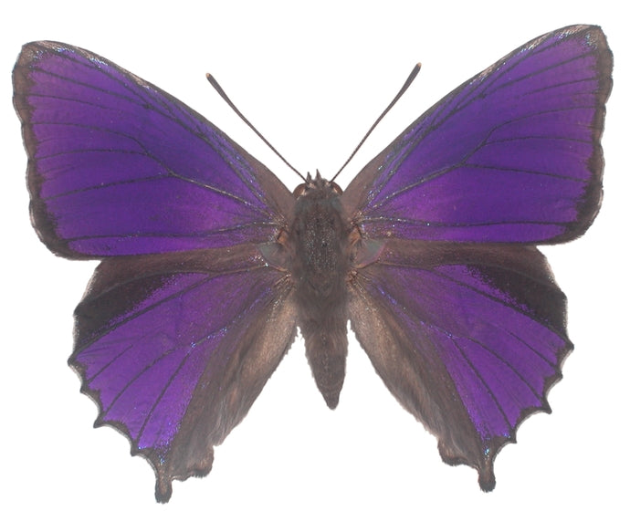 Purple Azure Butterfly Decal