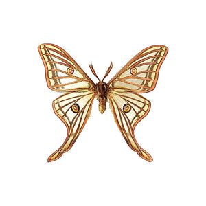 Beautiful Longtail Moth Decal