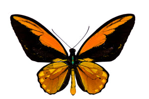 Orange Birdwing Butterfly Decal