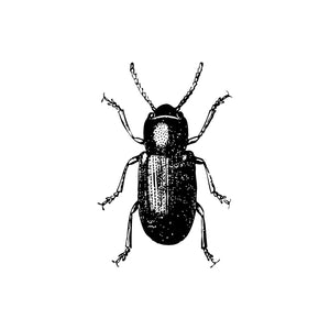 Beetle Decal Design 4 - Pen and Ink Style - 9" tall x 6" wide
