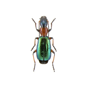 Orange and Green Beetle Decal - Available in various sizes