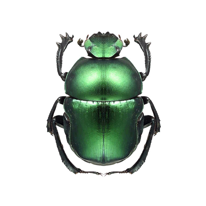 Bright Green Beetle Decal - Available in various sizes