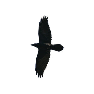 Crow in Flight - Design 3 - Vinyl Decal