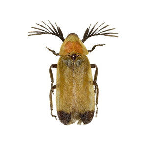 Golden Winged Beetle - Available in various sizes