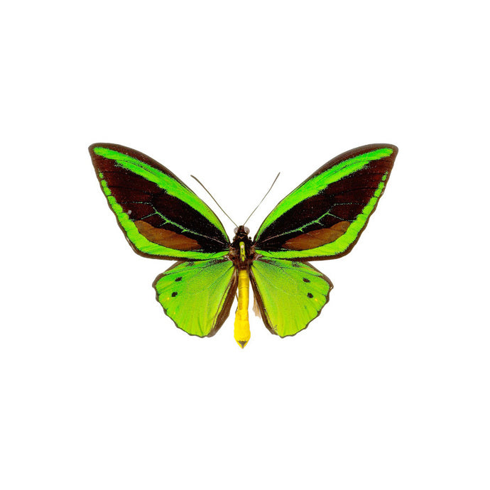 Bright Green Butterfly Decal