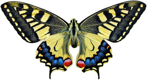 Swallowtail Butterfly Decal