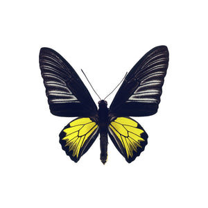 Black and Yellow Butterfly Decal